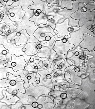 ������ ������ ���